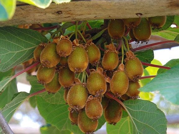 Several acres of mature Kiwi arbors