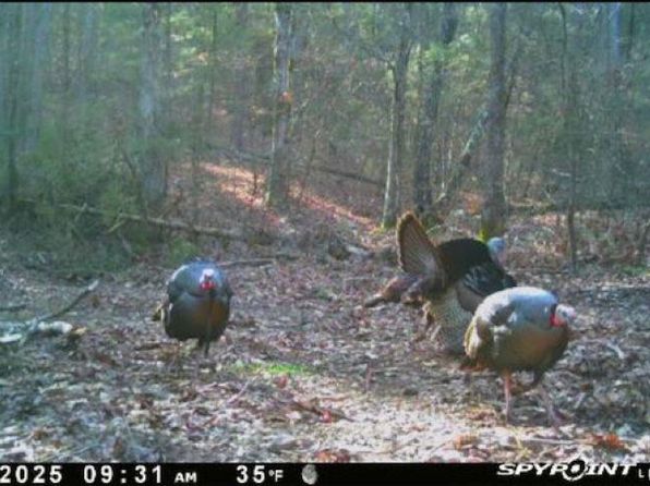 1962 Mountain Park Rd, Shirley, AR 72153