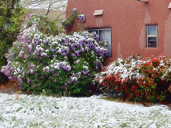 Lilacs in snow