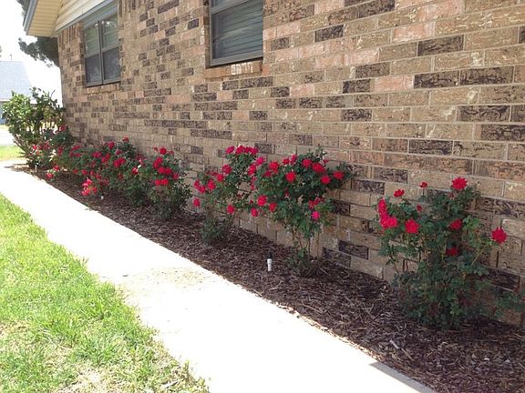 Knock Out Rose Bushes!