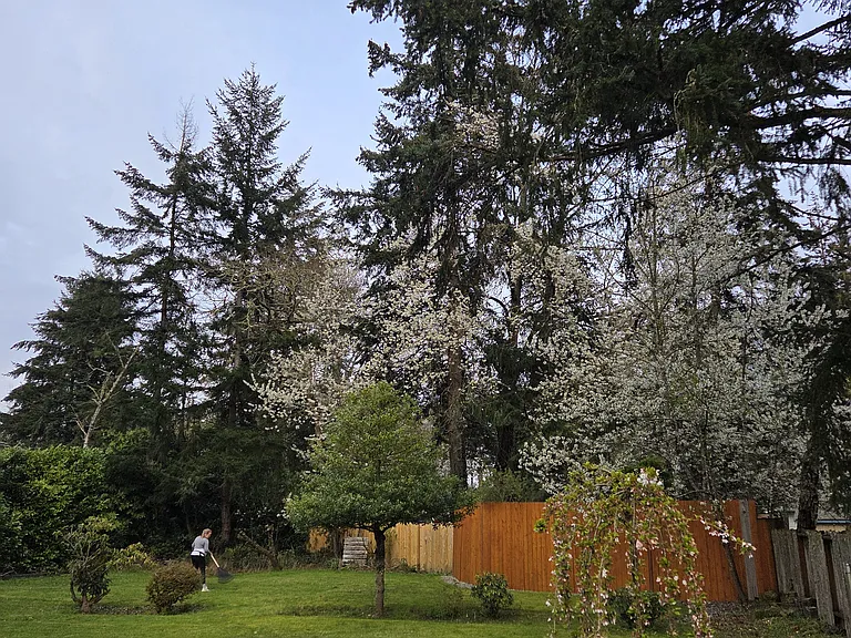Backyard cherry trees in bloom