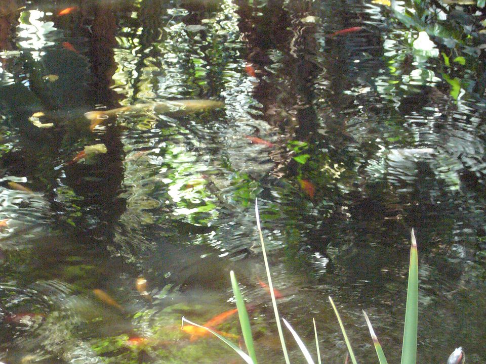 Large Pond Close-up
