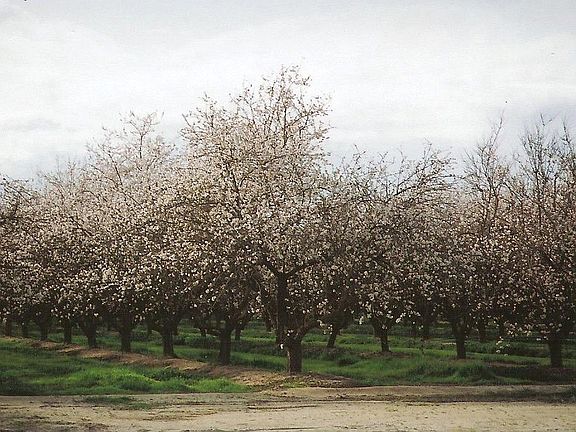 almond orchard