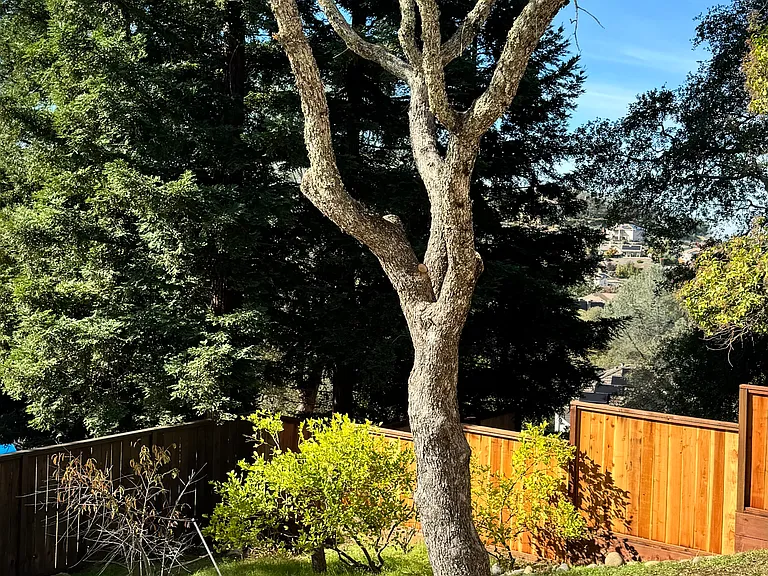 Back yard