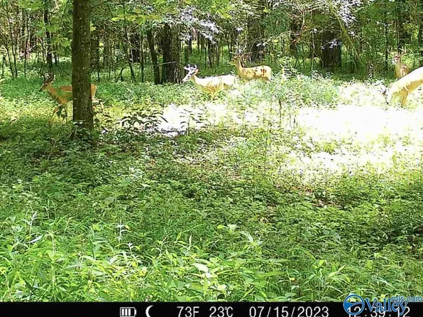 Thach Rd, Elkmont, AL 35620