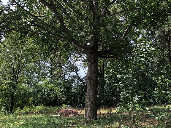 Large oak on lot