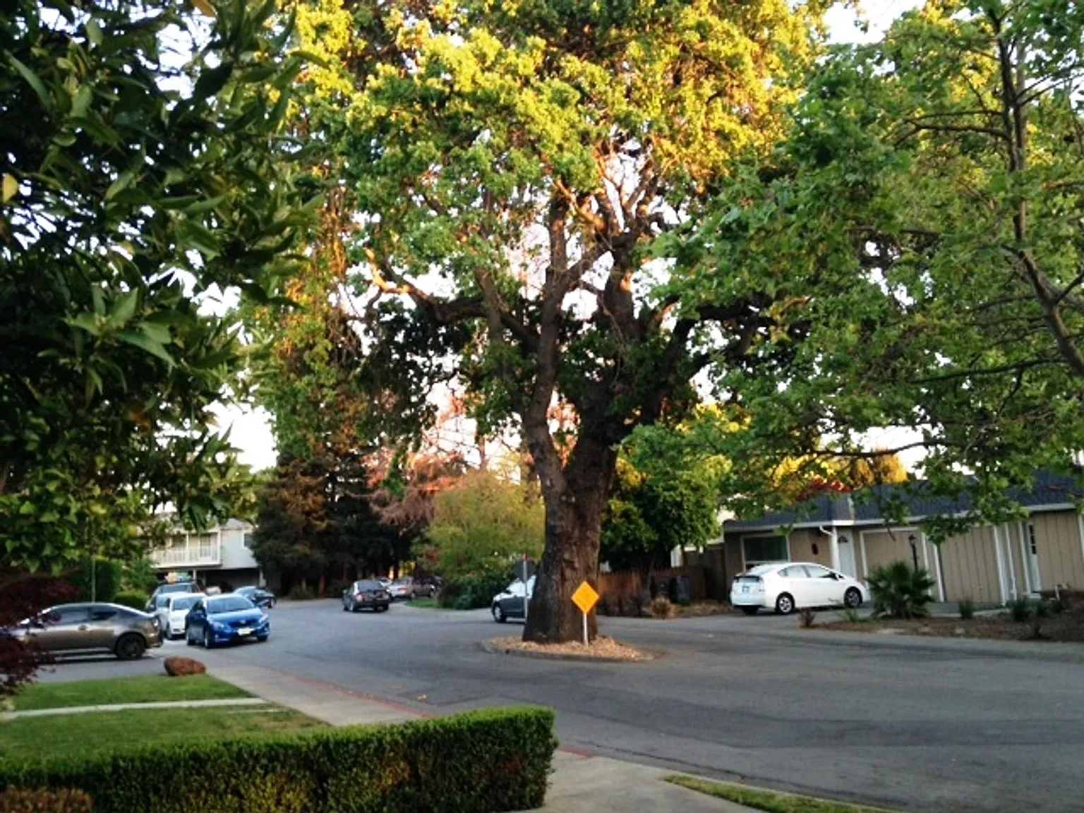 9003 - Park, Mountain View — Photo 4