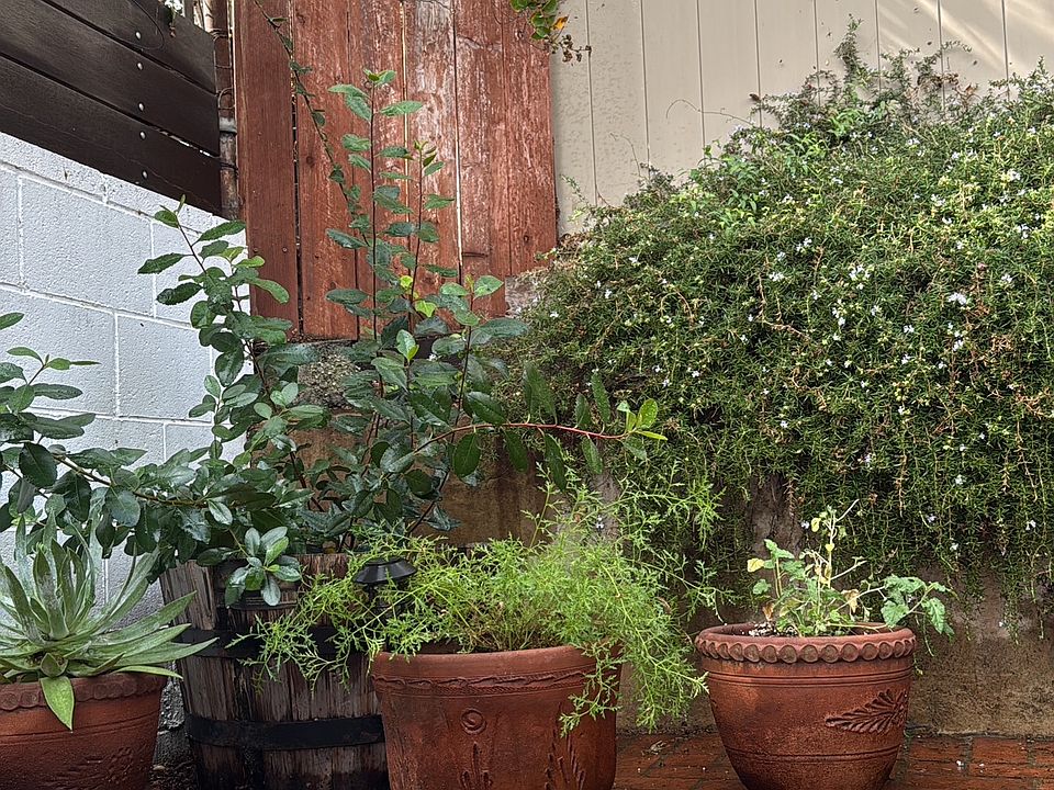 Potted Corner