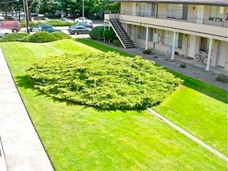 HALF AN ACRE OF LAWN, TREES AND SHRUBS