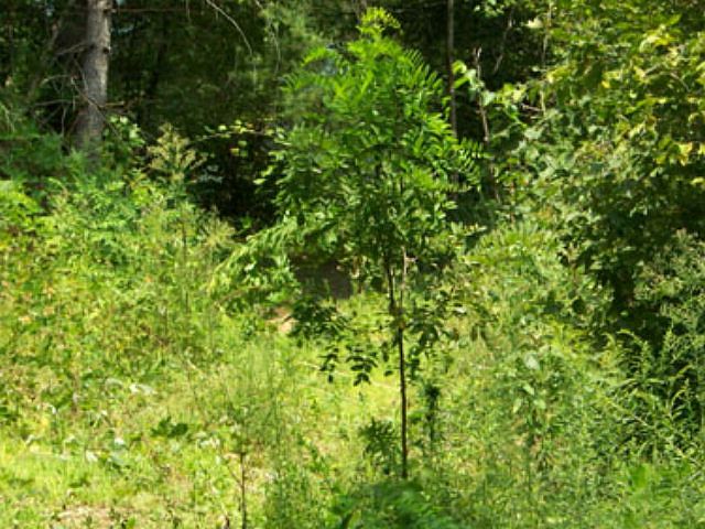 2nd image of 401 Battle Branch Rd