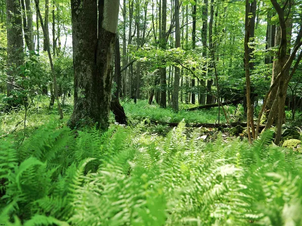 174 Laurel Cir, Terra Alta, WV 26764