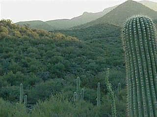 1st image of 3040 W Placita Sierra Tortuga
