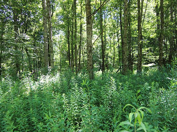 4th image of 114 Blackberry Hill Ln