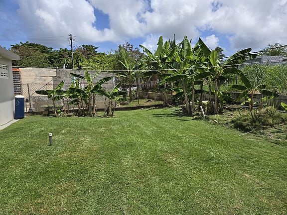 Back yard with plantain and banana plants. Lawncare twice a week provided by landlord.