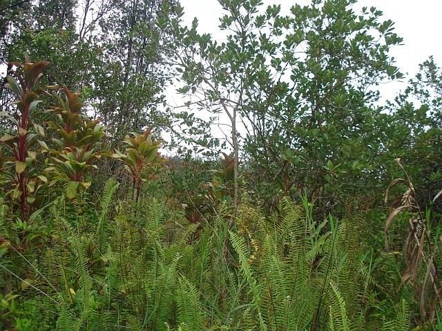 2nd image of Road 9 Koloa Maoli Lot 5601