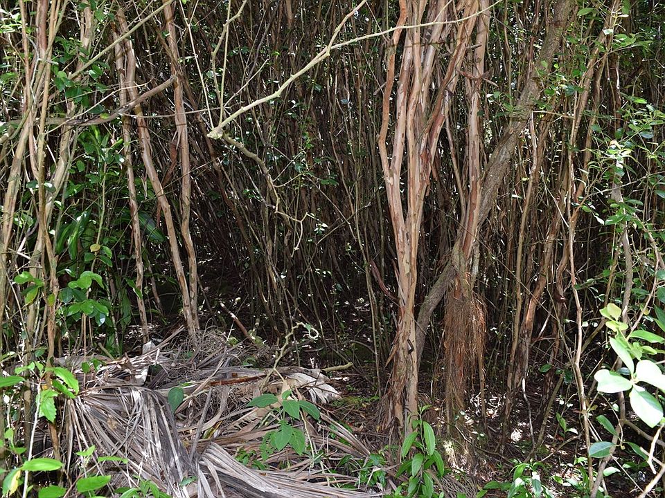 1st image of Hilo St Lot 428
