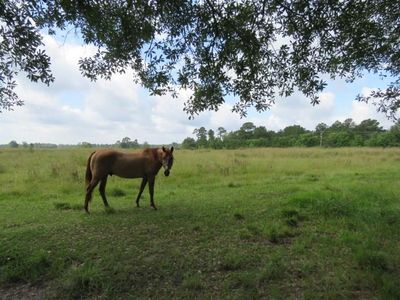 4012 Fm 1131 Rd, Vidor, TX, 77662