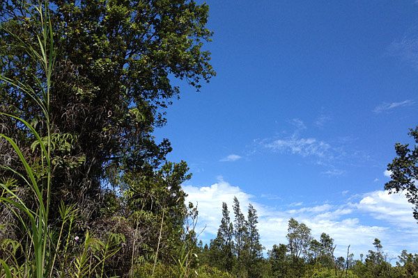 Ohia trees on lot 2879