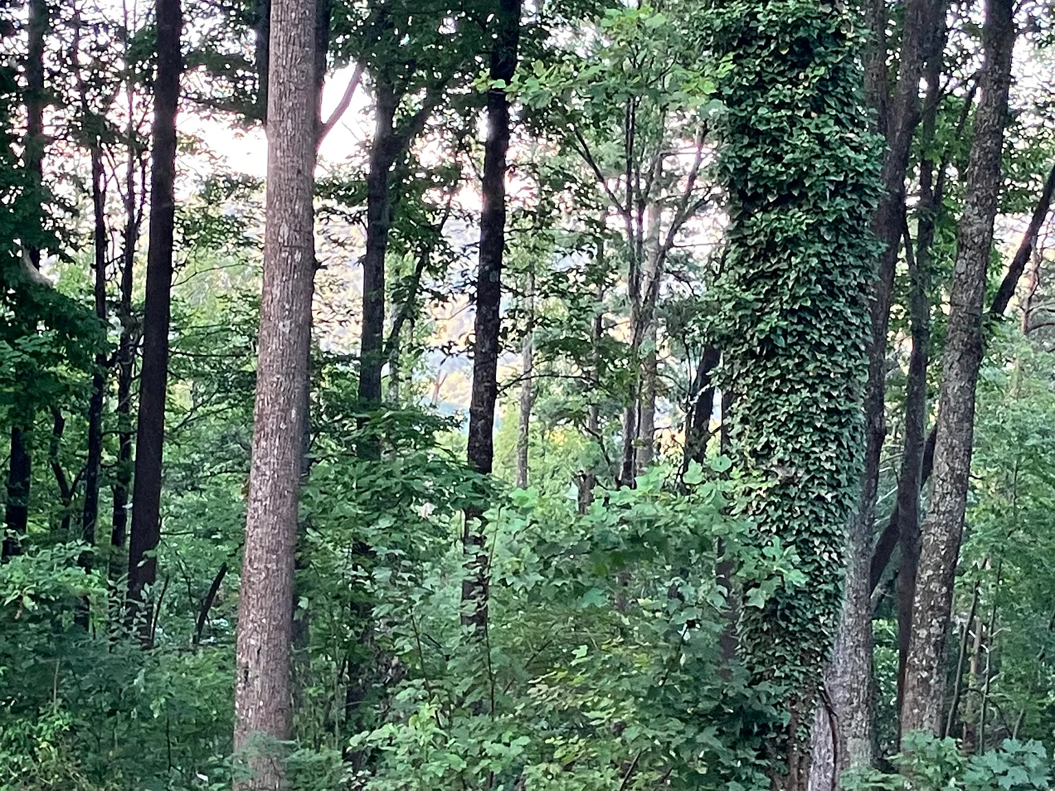 Brushy Mountain Rd, Moravian Falls — Photo 4