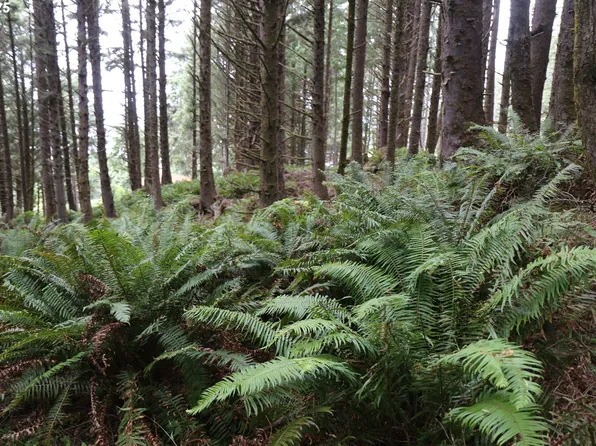 Highway 101, Cannon Beach, OR 97110