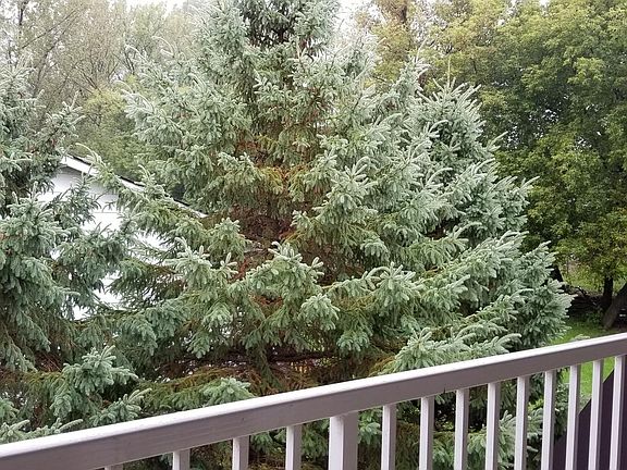 More views of pines and other trees