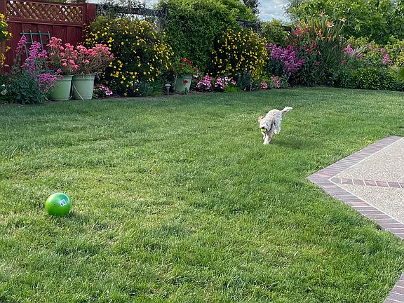 Lawn around swimming pool