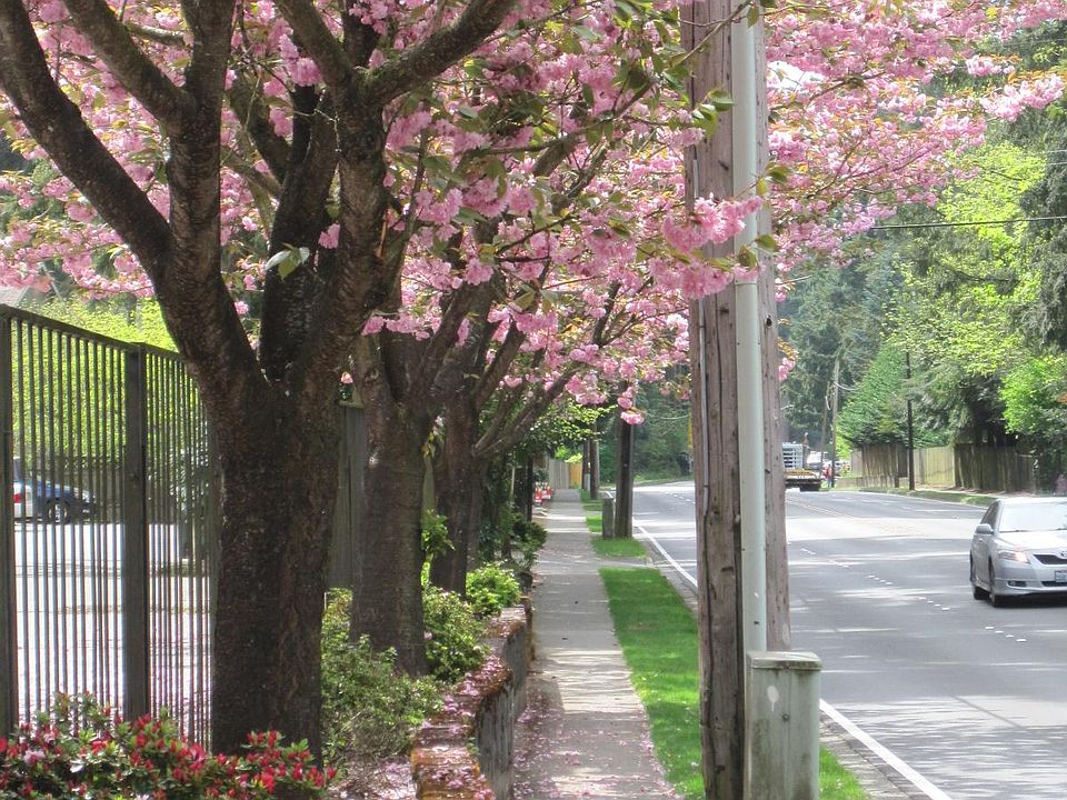 Springtime on Ruddell Road