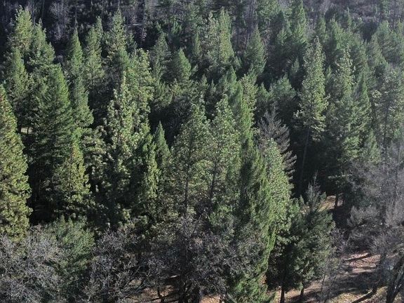 3rd image of 240 Oak Ranch Rd