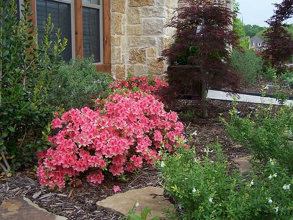 Azaleas in garden