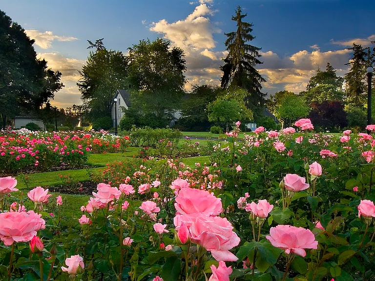 Bush's Pasture Park Rose Garden.