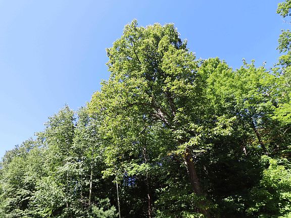 5th image of 26XXX N Maple Hill Rd