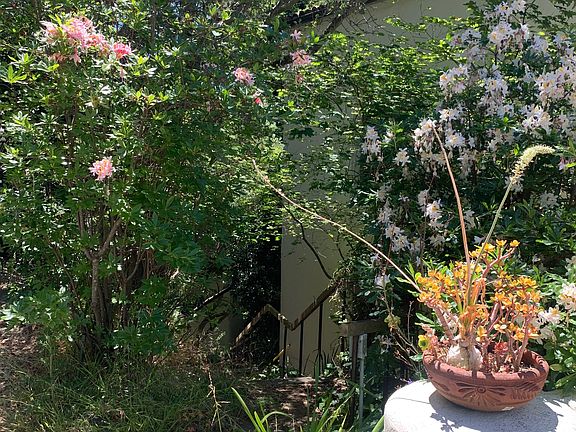 Garden Entrance / Path