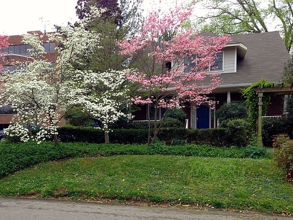 Dogwoods in the spring!