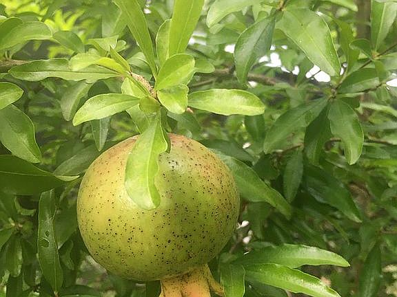 Pomegranate tree!