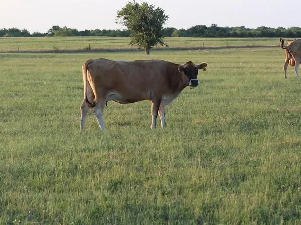 County Road 4518, Wolfe City, TX 75496