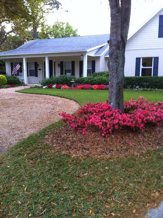 Azaleas Blooming