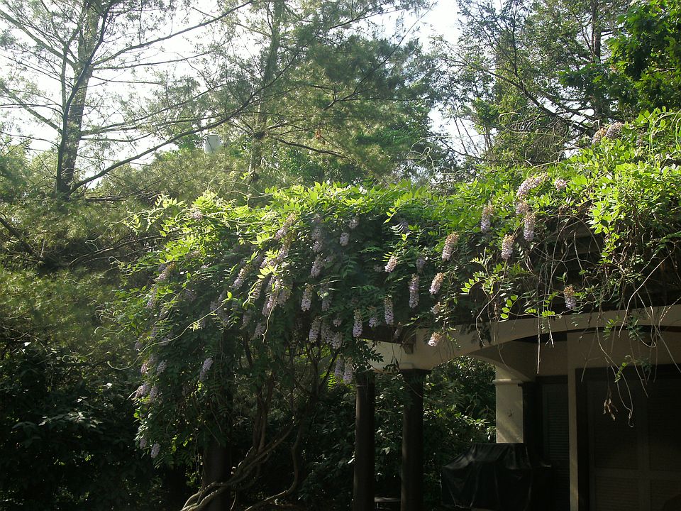 Wisteria blooms on pergola 