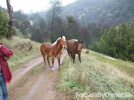 Looking down driveway