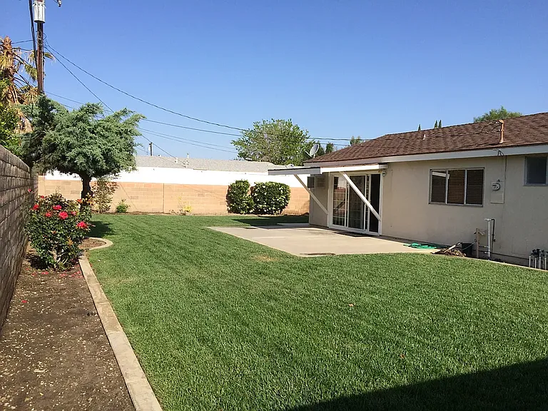 Back Yard 1