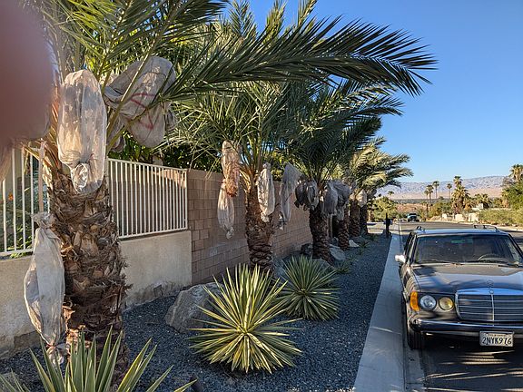 Street frontage with date trees