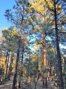 2941 Antelope Trl, Overgaard, AZ, 85933