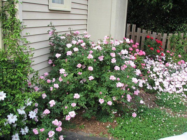 Knockout roses, clematis