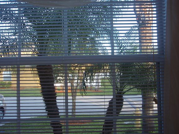 2nd image of 3610 Pine Oak Cir APT 101