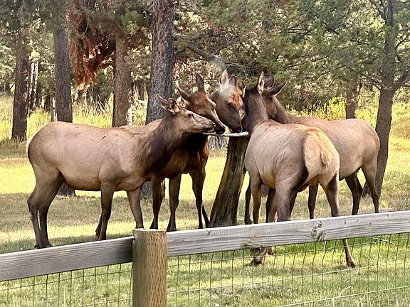 5th image of 17299 White Oak Pl