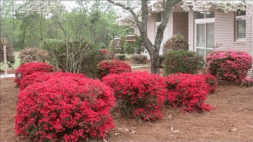 Lots and Lots of landscaping to enjoy!
