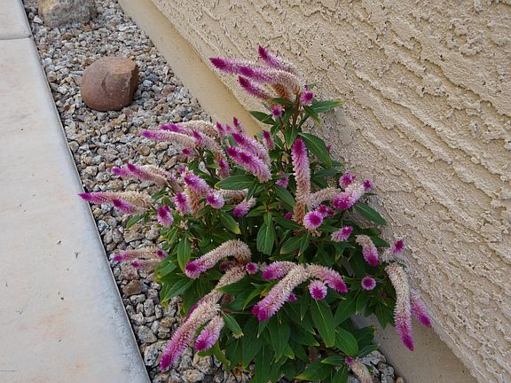 3rd image of 23754 N Desert Agave St