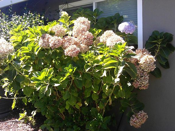 house backyard summer
