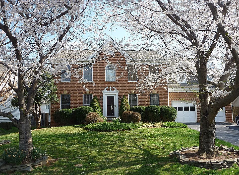 Cherry Blossoms