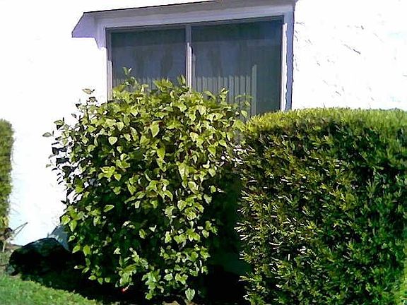 New Hurricane windows on bedroom window