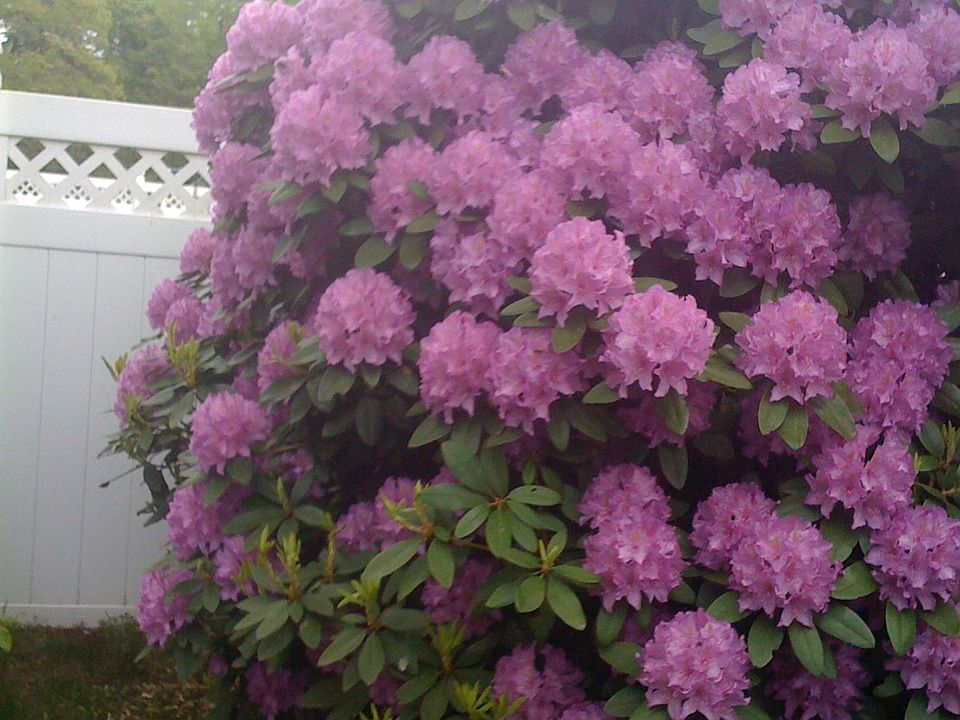  Rhododendron/Vinyl Fence 